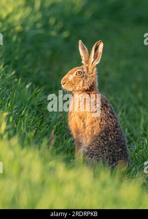 Gros plan d'un lièvre brun sauvage ( Lepus europaeus) mis en valeur par le soleil. Assis dans la récolte des agriculteurs de cultiver l'avoine. Suffolk, Royaume-Uni Banque D'Images