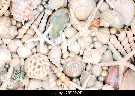 Fond de coquillages et de perles d'huître. Grande collection de belles coquillages exotiques et tropicaux, design de nature naturelle. Banque D'Images