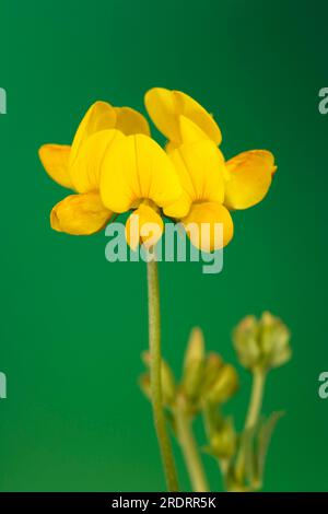 Trèfle à pied d'oiseau mince, fleur, plante, botanique..., trèfle à pied d'oiseau (Lotus corniculatus), Allemagne Banque D'Images