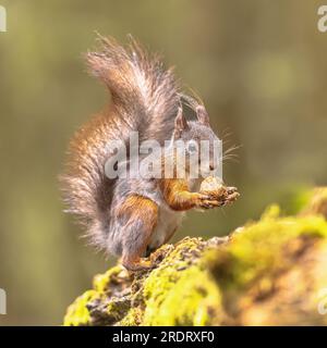 Écureuil roux (Sciurus vulgaris) gros plan animal assis alerte sur la branche tout en mangeant le noyer. Scène de la nature sauvage en Europe. Banque D'Images