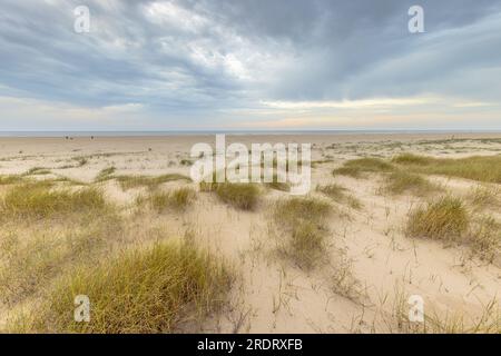 Perspective sur la côte Dune vue sur la côte néerlandaise de la mer du Nord au coucher du soleil. Paysage scène de la nature en Europe. Banque D'Images