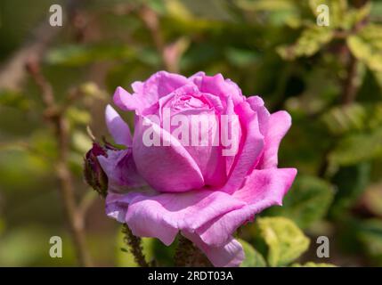 Rosa Julie de Mersan Banque D'Images