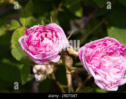 Rosa Perle des panachées Banque D'Images