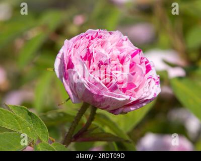 Rosa Perle des panachées Banque D'Images