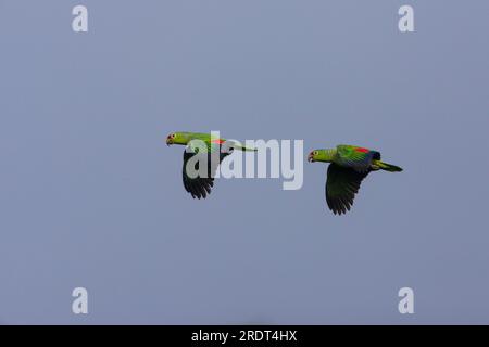 Une paire de perroquets rouges, Amazona autumnalis, en vol au-dessus de la forêt tropicale du parc national de Soberania, province de Colon, République du Panama. Banque D'Images