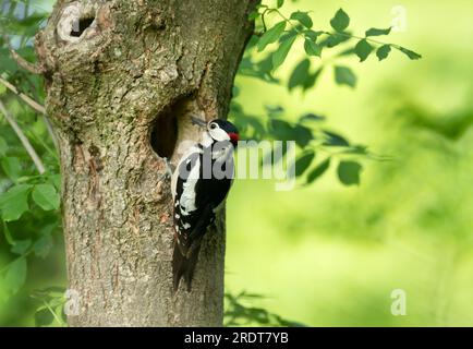 Gros plan d'un grand pic-bois mâle qui prépare son nid au printemps, Royaume-Uni. Banque D'Images