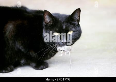 Gros plan d'un chat noir avec une souris attrapée dans sa bouche, Royaume-Uni. Banque D'Images