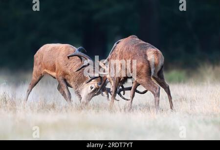 Gros plan de deux cerfs rouges qui se battent pendant la saison des ornières en automne, Royaume-Uni. Banque D'Images