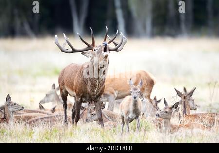 Gros plan d'un cerf de Red Deer grognant entouré d'un groupe de biches pendant la saison des ornières en automne, Royaume-Uni. Banque D'Images