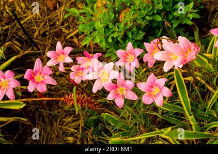 Storm Lilly, Zephyranthes minuta, fleur rose, cultivée, Malanda, Australie. Banque D'Images