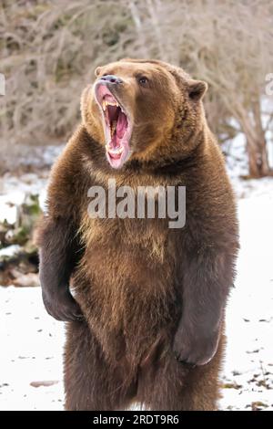 A Grizzly Bear profite du temps hivernal dans le Montana Banque D'Images