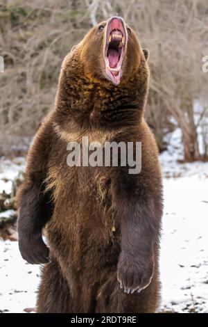 A Grizzly Bear profite du temps hivernal dans le Montana Banque D'Images