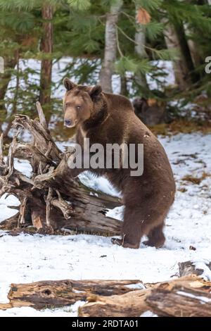 A Grizzly Bear profite du temps hivernal dans le Montana Banque D'Images