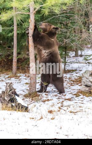 A Grizzly Bear profite du temps hivernal dans le Montana Banque D'Images