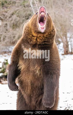 A Grizzly Bear profite du temps hivernal dans le Montana Banque D'Images