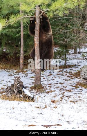 A Grizzly Bear profite du temps hivernal dans le Montana Banque D'Images