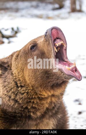 A Grizzly Bear profite du temps hivernal dans le Montana Banque D'Images