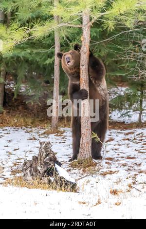 A Grizzly Bear profite du temps hivernal dans le Montana Banque D'Images