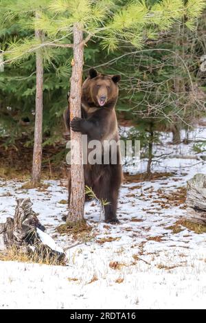 A Grizzly Bear profite du temps hivernal dans le Montana Banque D'Images