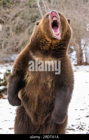 A Grizzly Bear profite du temps hivernal dans le Montana Banque D'Images