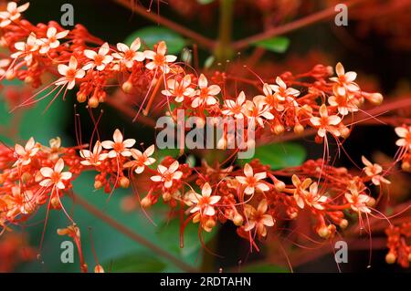 Fleur de pagode (Clerodendrum paniculatum), fleur de tour orange Banque D'Images