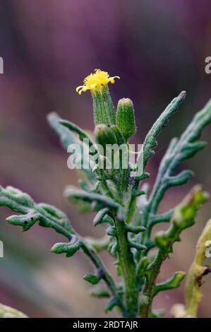 Sel de fond commun (Senecio vulgaris), Texel, pays-Bas Banque D'Images