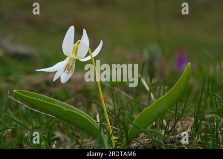 Fleur violette, flor de diente de perro,Erythronium dens-canis, flores de color blanco, fleur de couleur blanche Banque D'Images