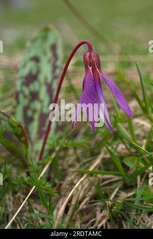 Fleur violette de dent de chien, flor de diente de perro,Erythronium dens-canis Banque D'Images