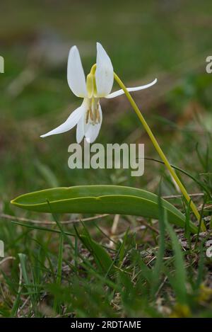 Fleur violette, flor de diente de perro,Erythronium dens-canis, flores de color blanco, fleur de couleur blanche Banque D'Images