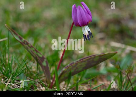 Fleur violette de dent de chien, flor de diente de perro,Erythronium dens-canis Banque D'Images