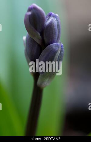 Une photo de deux feuilles-squill (Scilla bifolia). Una foto de Scilla bifolia. Banque D'Images