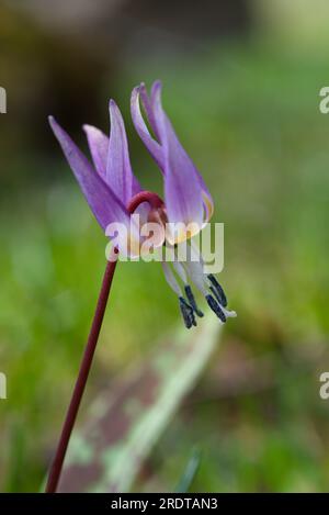 Fleur violette de dent de chien, flor de diente de perro,Erythronium dens-canis Banque D'Images