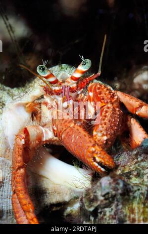 Grand hermite, hermite commun (Eupagurus bernhardus) crabe soldat Banque D'Images