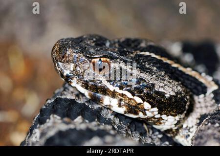 Adder, Allemagne, Viper commune (Vipera berus) Banque D'Images