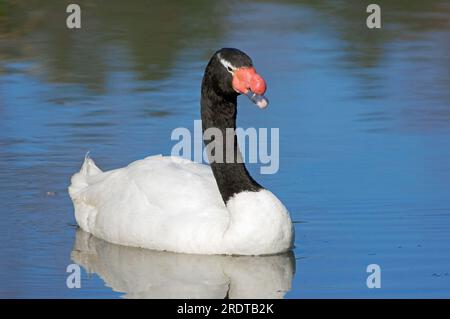 Cygne à col noir (Cygnus melanocorypha) (Cygnus melanocoryphus) Banque D'Images