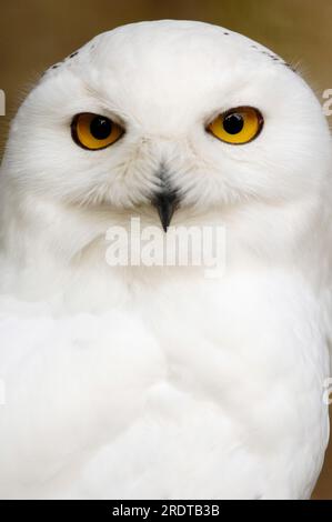 Mâle, hibou des neiges (Nyctea scandiaca) Banque D'Images