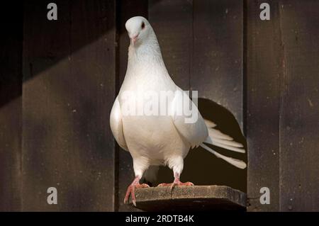 Pigeon paon devant le pigeonnier, pigeonnier, pigeonnier domestique, pigeonnier Banque D'Images