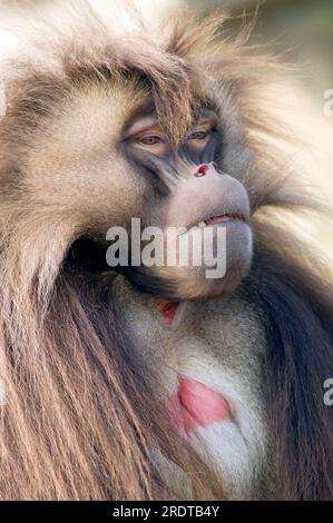 Djelada, homme, gelada babuon (Theropithecus gelada) Banque D'Images