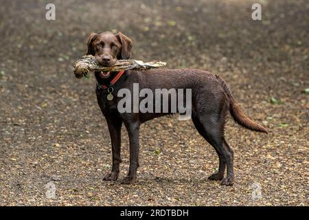 labrador et springer spaniel se croisent. springerdor, chien de combat labradinger portant un bâton de larg. Banque D'Images