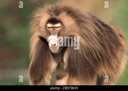 Djelada, homme, gelada babuon (Theropithecus gelada) Banque D'Images