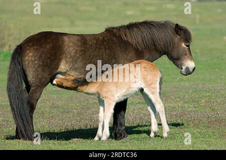 Poneys Exmoor, jument poulain allaitant, latéralement Banque D'Images