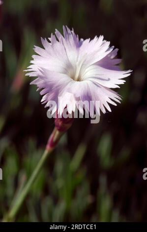 Rose cheddar (Dianthus gratianopolitanus) (Dianthus caesius) Banque D'Images