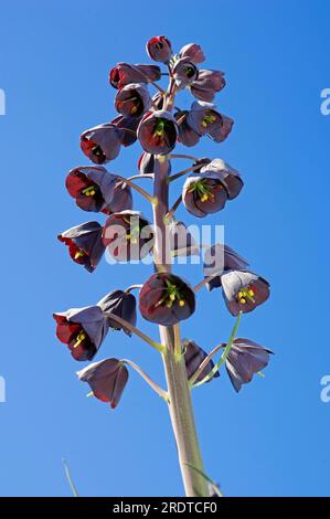 Fritillaire persane (Fritillaria persica) Banque D'Images