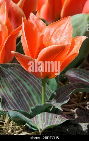 Tulip 'Calypso' (Tulipa greigii hybride) Stock Photo