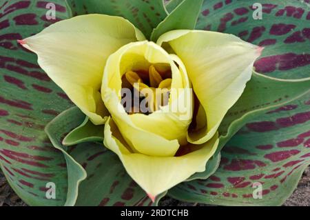 Tulipe 'Houte Couture' (Tulipa greigii hybride) Banque D'Images
