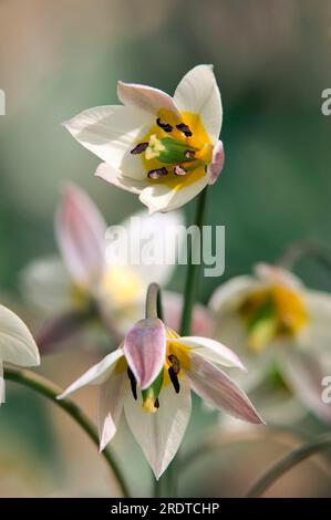 Tulip (Tulipa turkestanica Turkestan) Banque D'Images