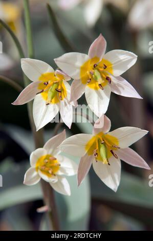 Tulip (Tulipa turkestanica Turkestan) Banque D'Images