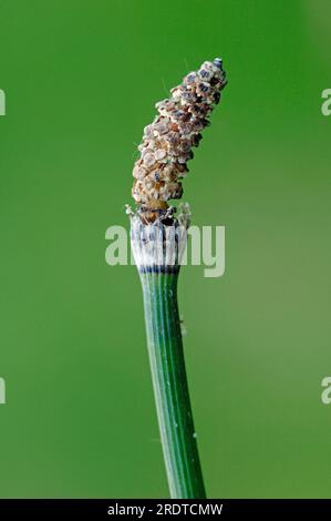 Queue de cheval (Equisetum hyemale), Schleswig-Holstein, Allemagne Banque D'Images