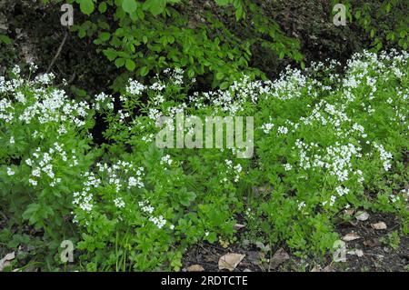 Grand Bittercress (Cardamine amara), Schleswig-Holstein, Allemagne Banque D'Images