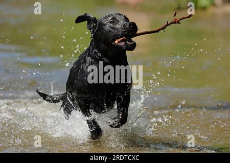 Labrador Retriever récupère le bâton, mouillé Banque D'Images